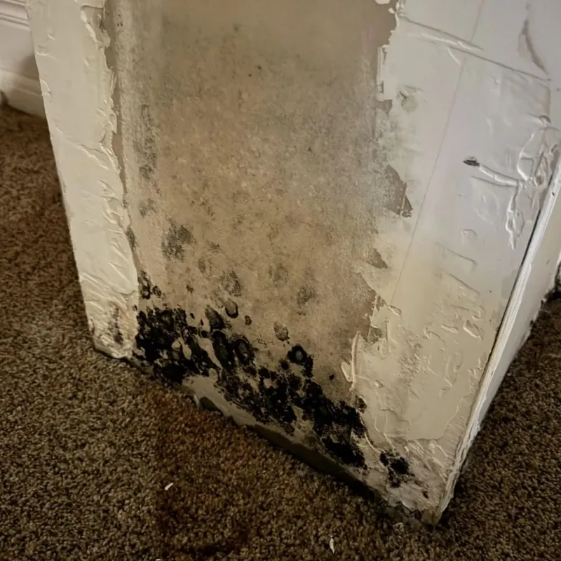 Professional Mold Removal in Friend, NE